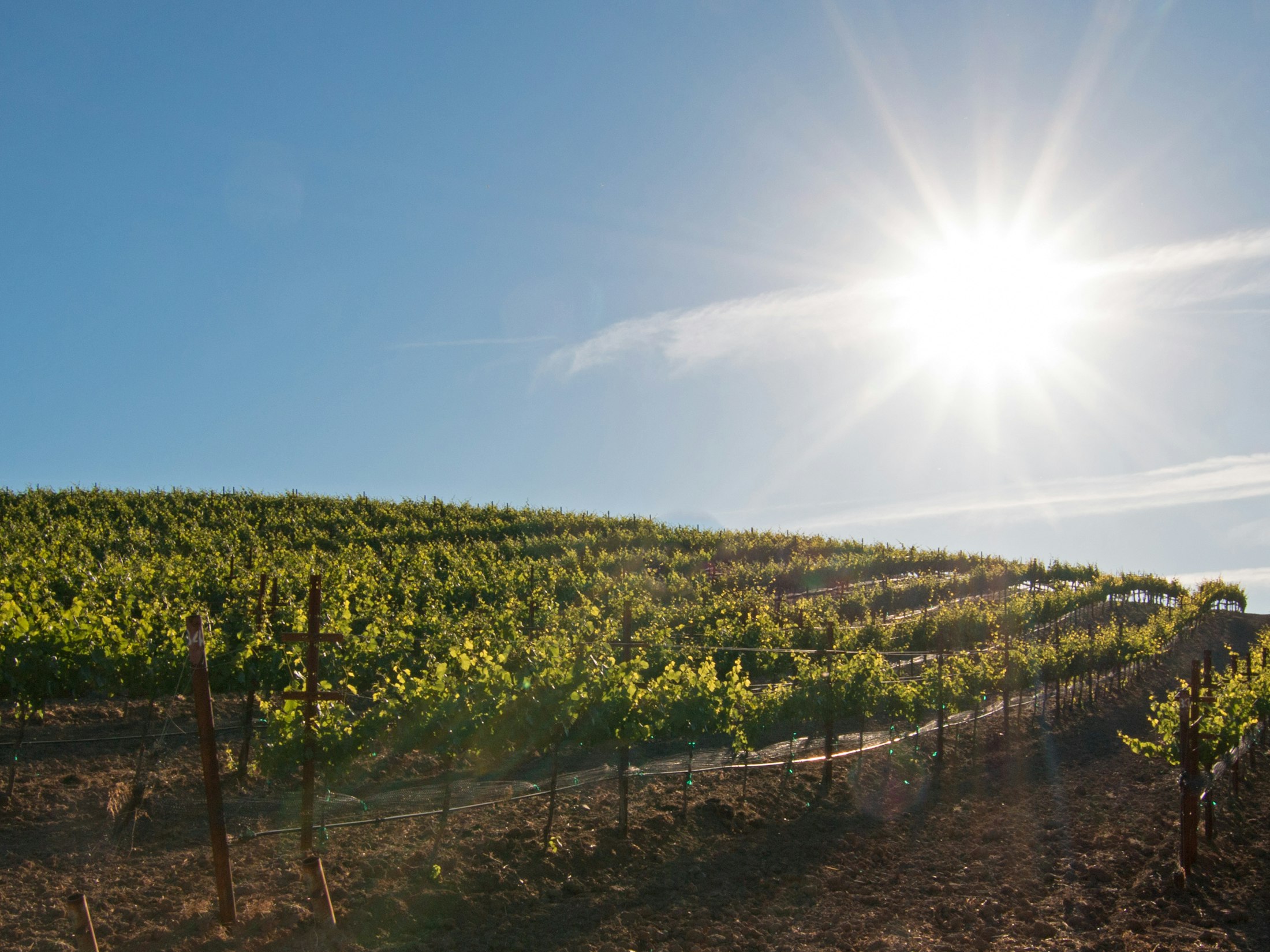 Early morning sun shining on Paso Robles vineyards in the Central Valley of California United States