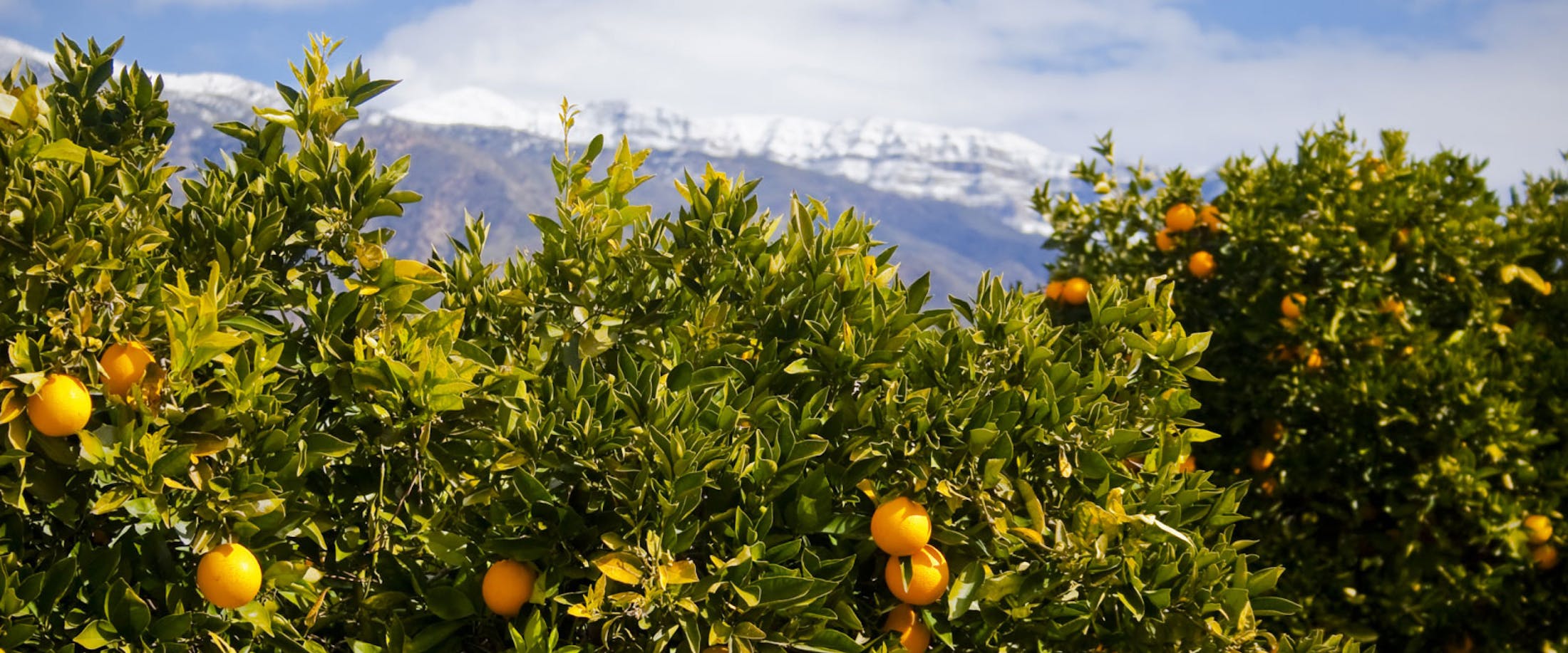 Orange trees with snow capped mountains in the background