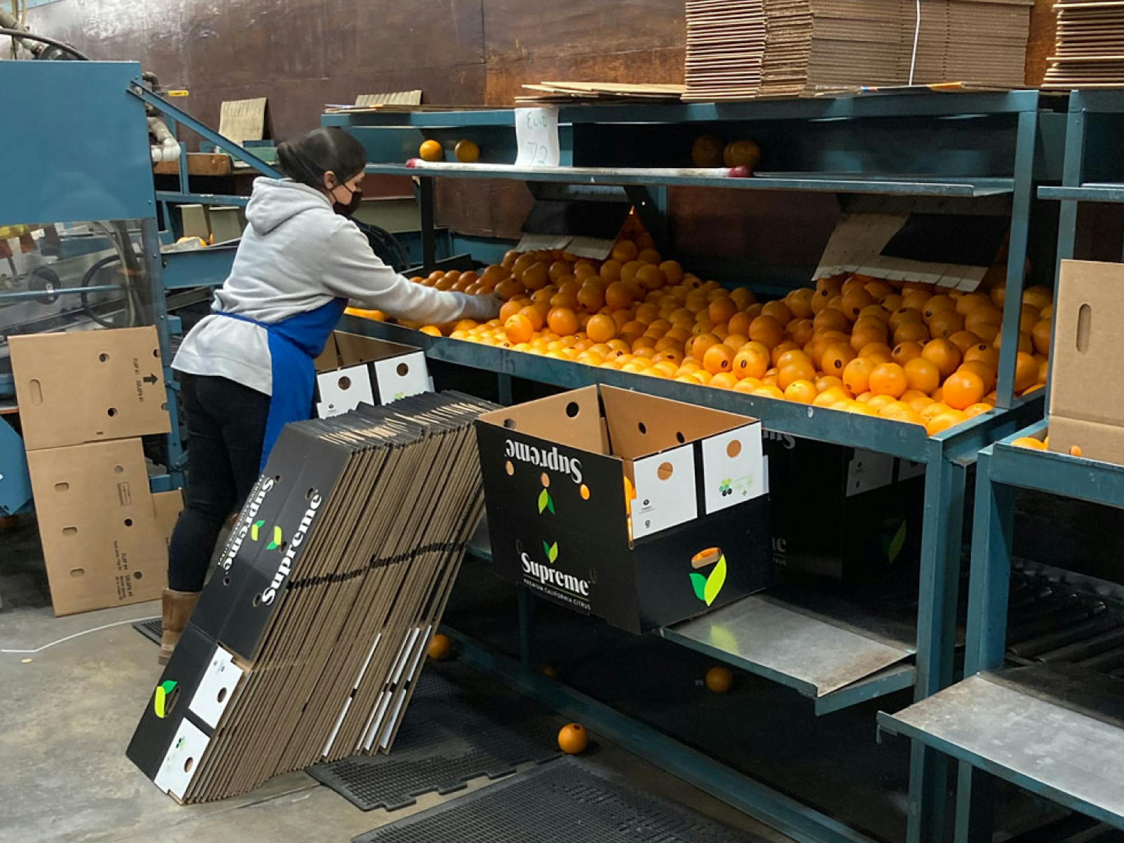 Voita employee packing citrus into boxes