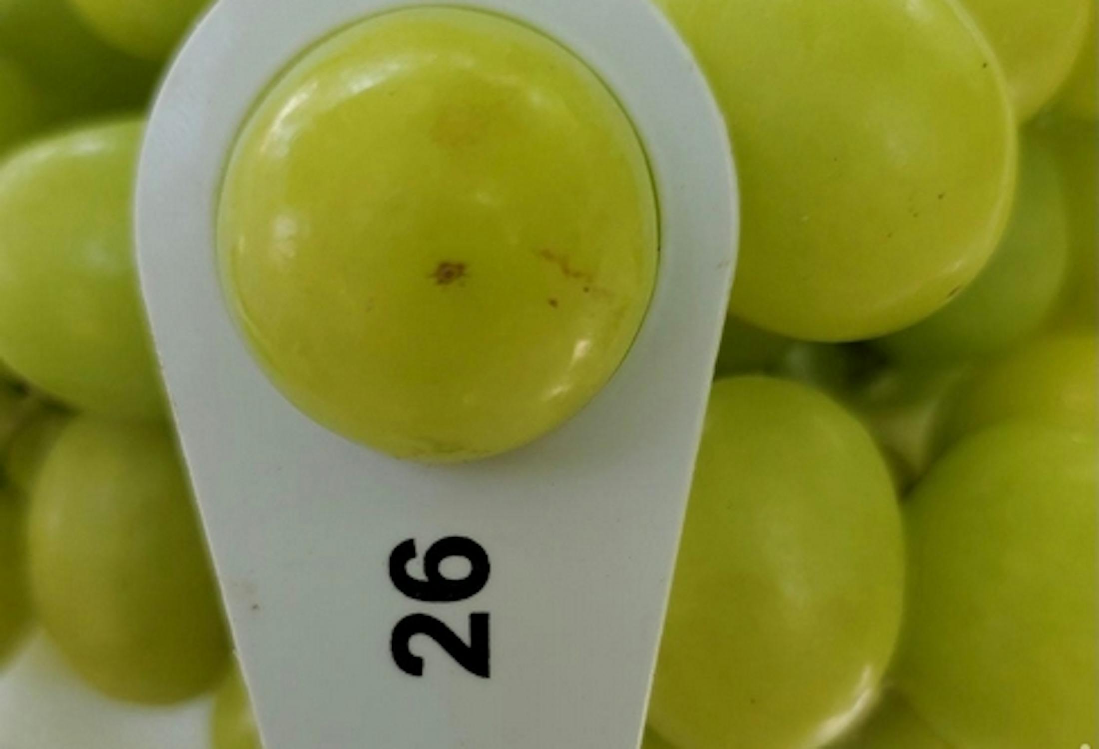 Air Chief Autumn Crisp 10