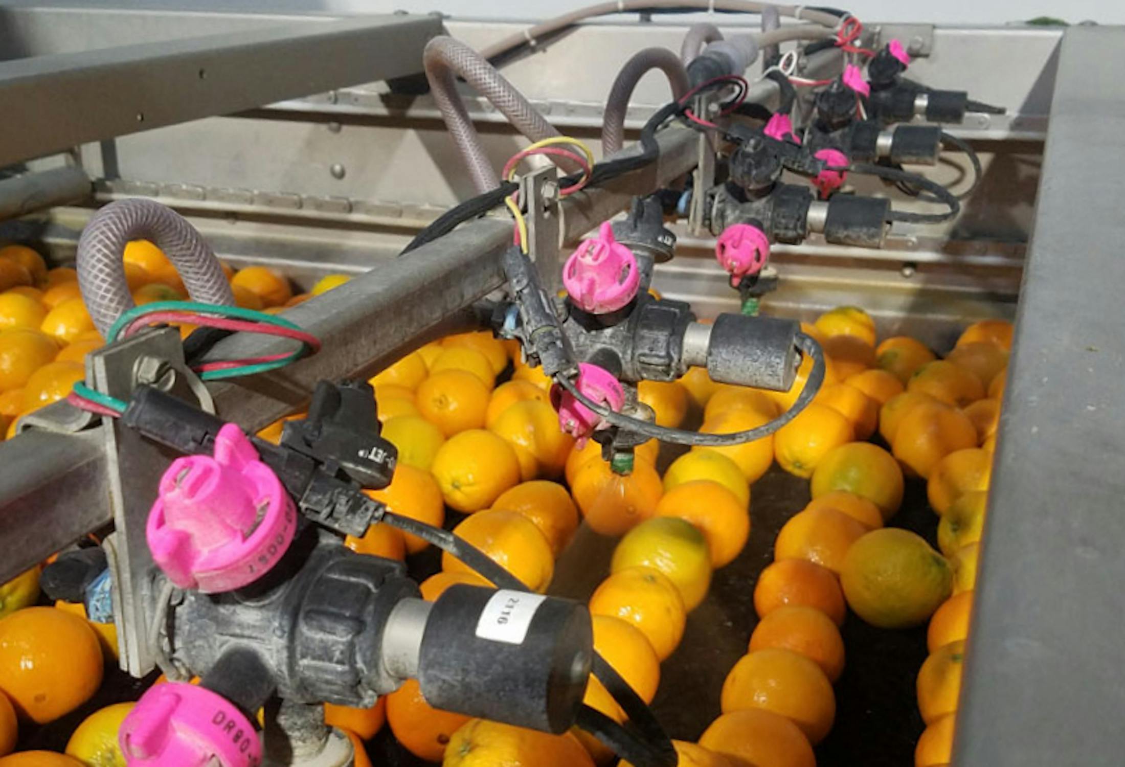 Citrus on a conveyer belt